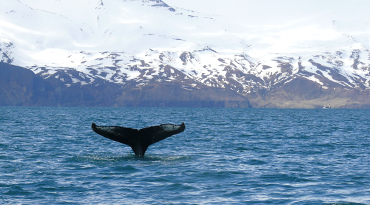 Een boottocht in Husavik op zoek naar Walvissen