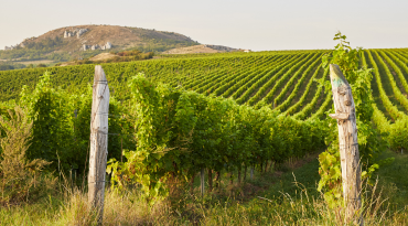 Wine & bike door de wijngaarden in Mikulov