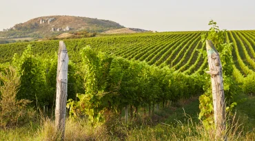 Wine & bike door de wijngaarden in Mikulov