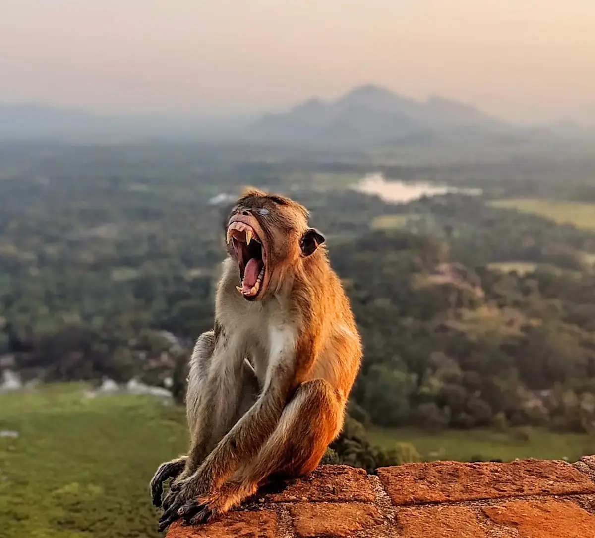 Country_SriLanka_Funfacts