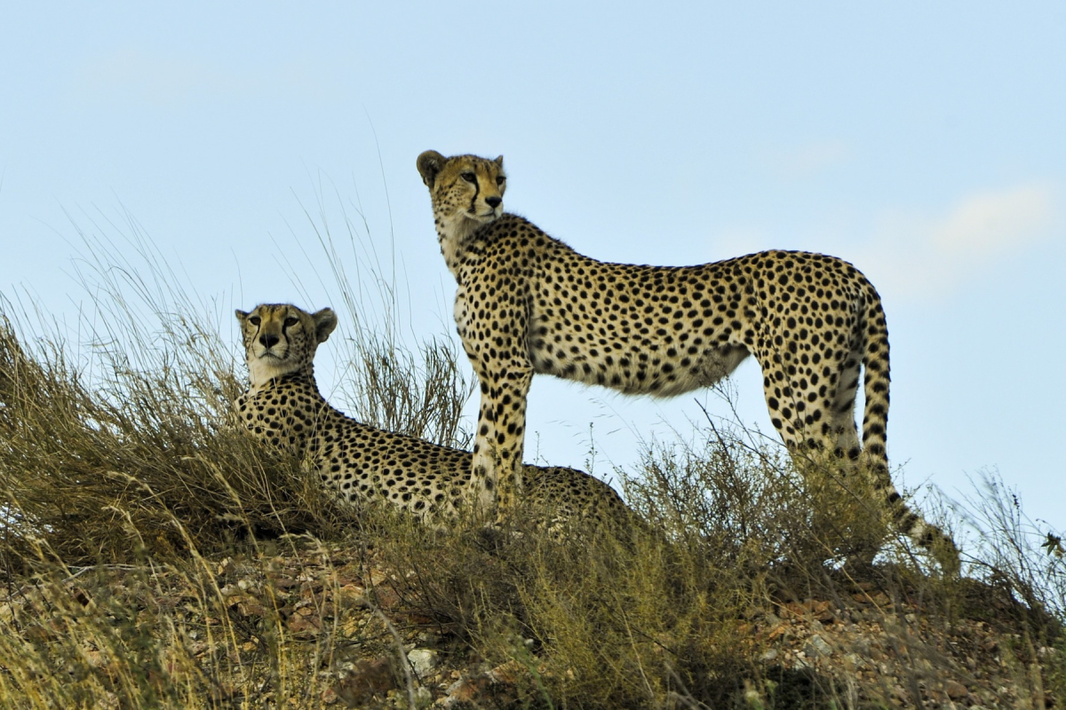 safari cheetas