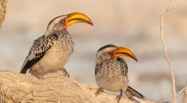 Zoek de Big 5 in Etosha National Park