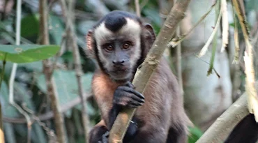 Amazone tour met overnachting in de jungle