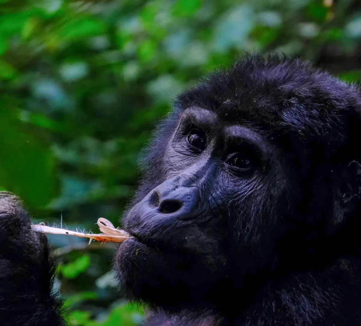 Chimpansee oeganda