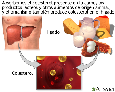Dieta y colesterol