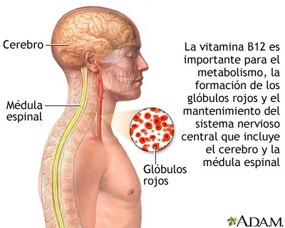 Funciones de la vitamina B12. Fuente National Institutes of Health (NIH)