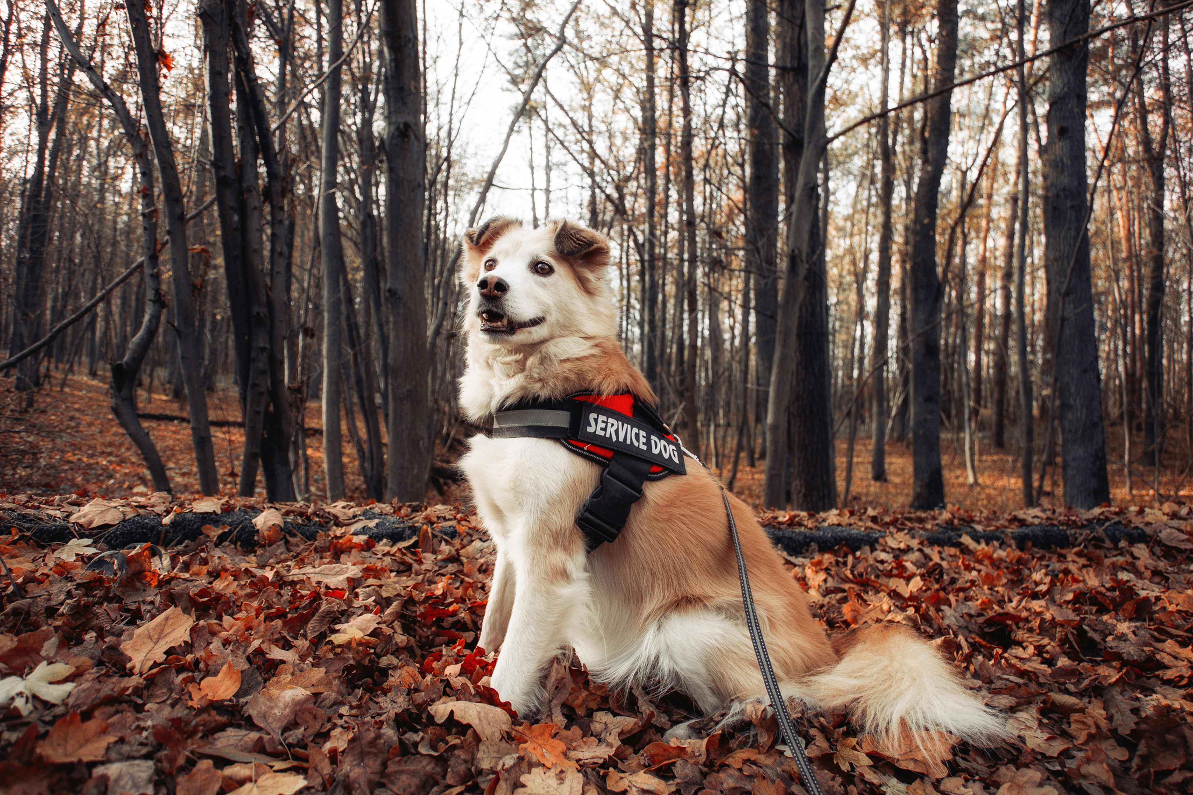 Service dog sitting in leaves