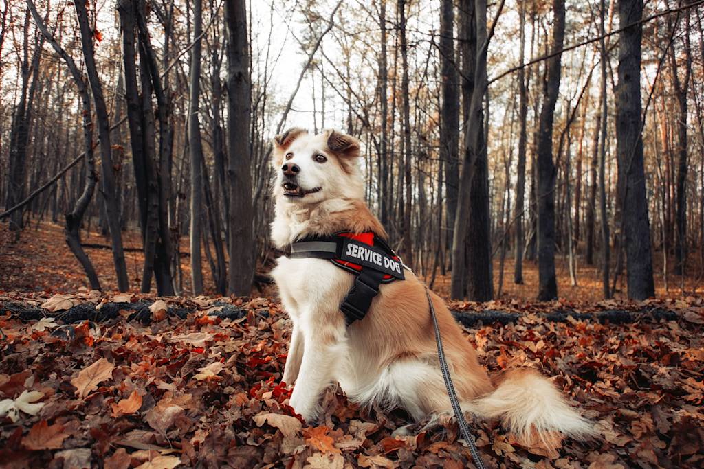 Service dog sitting in leaves