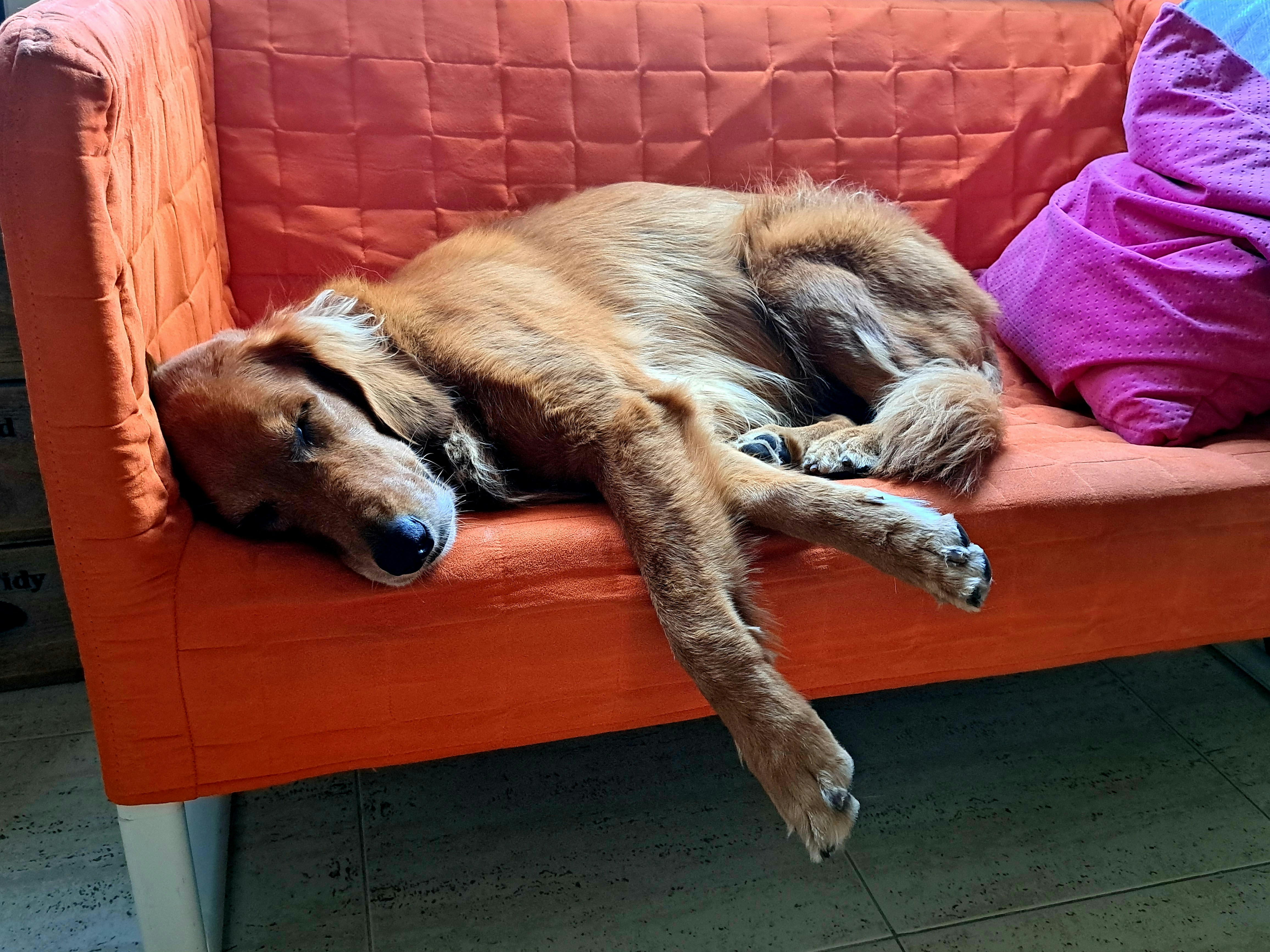 Golden retriever lounging on couch