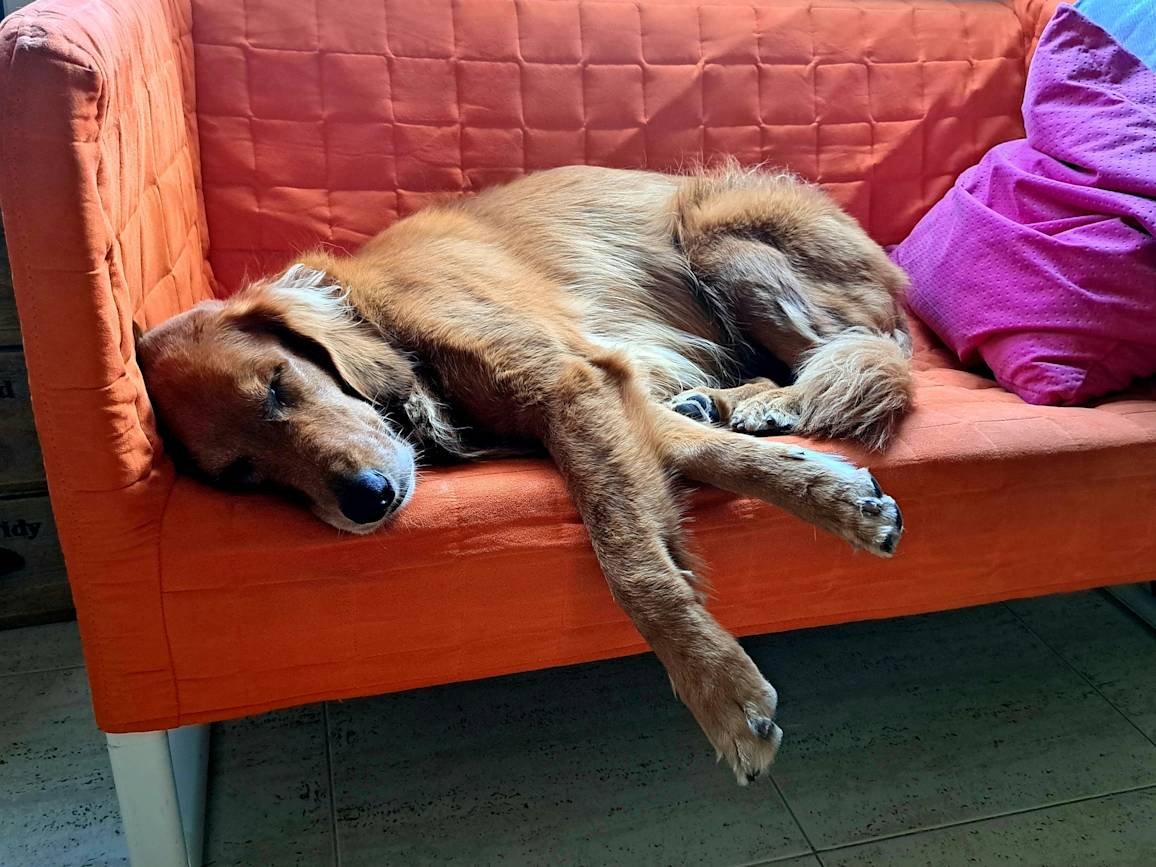 Golden retriever lounging on couch