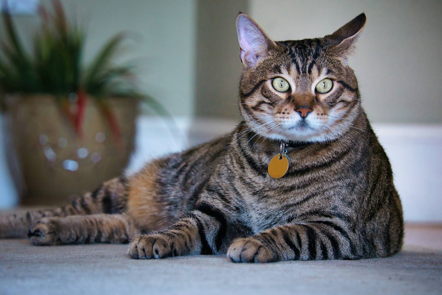 Cat lounging at home