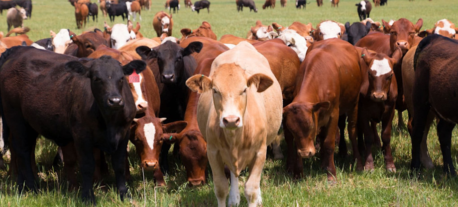 cattle