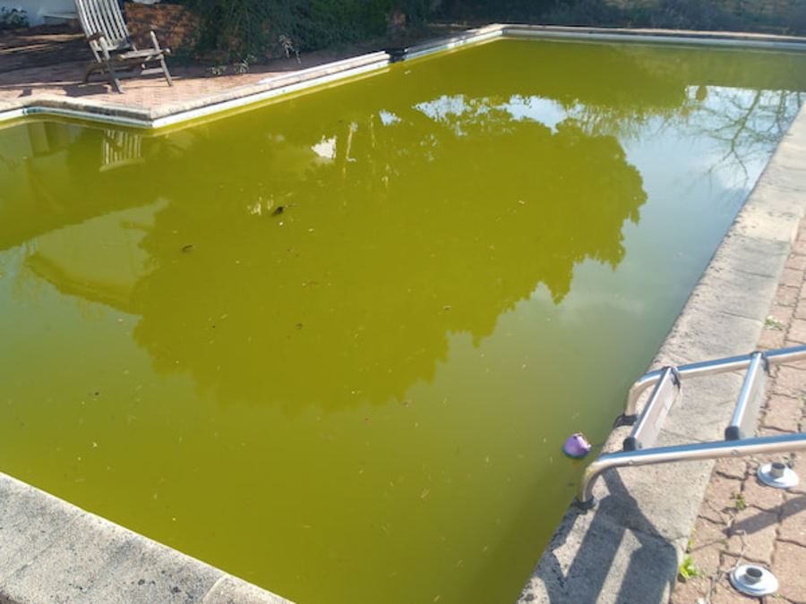 Piscine avec eau verte avant traitement et rénovation