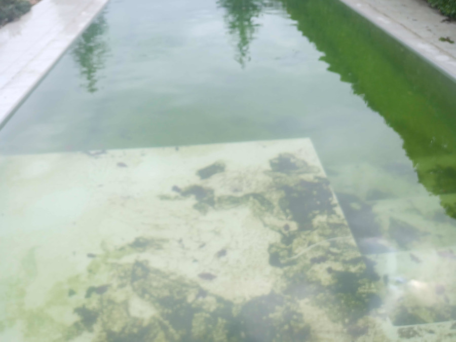 Piscine très sale avec algues et fond encrassé