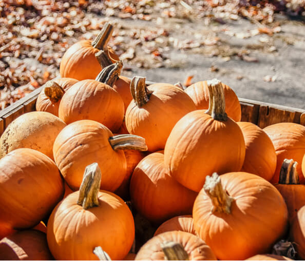 Pumpkins in a crate