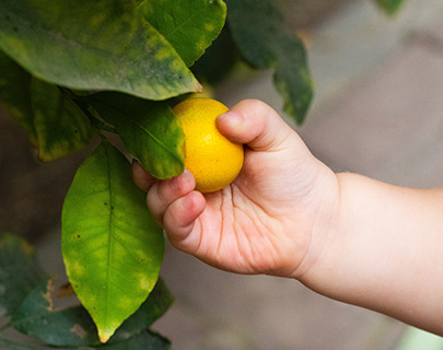 baby-citrus