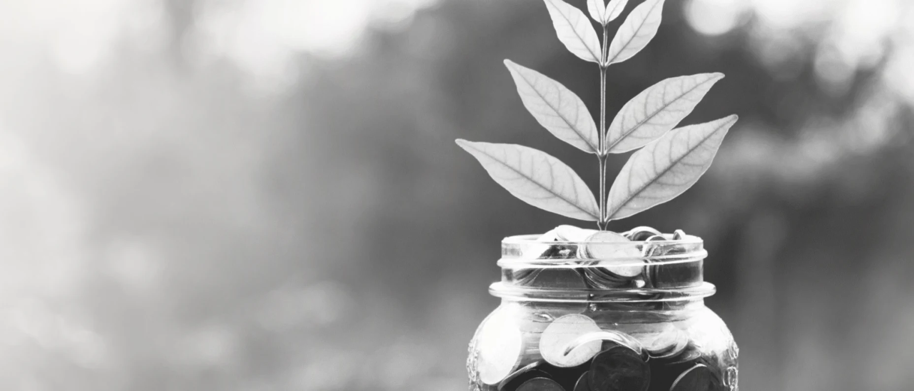 Schwarz-Weiß-Bild mit einer Pflanze, welche aus einem Glas mit Münzen wächst.