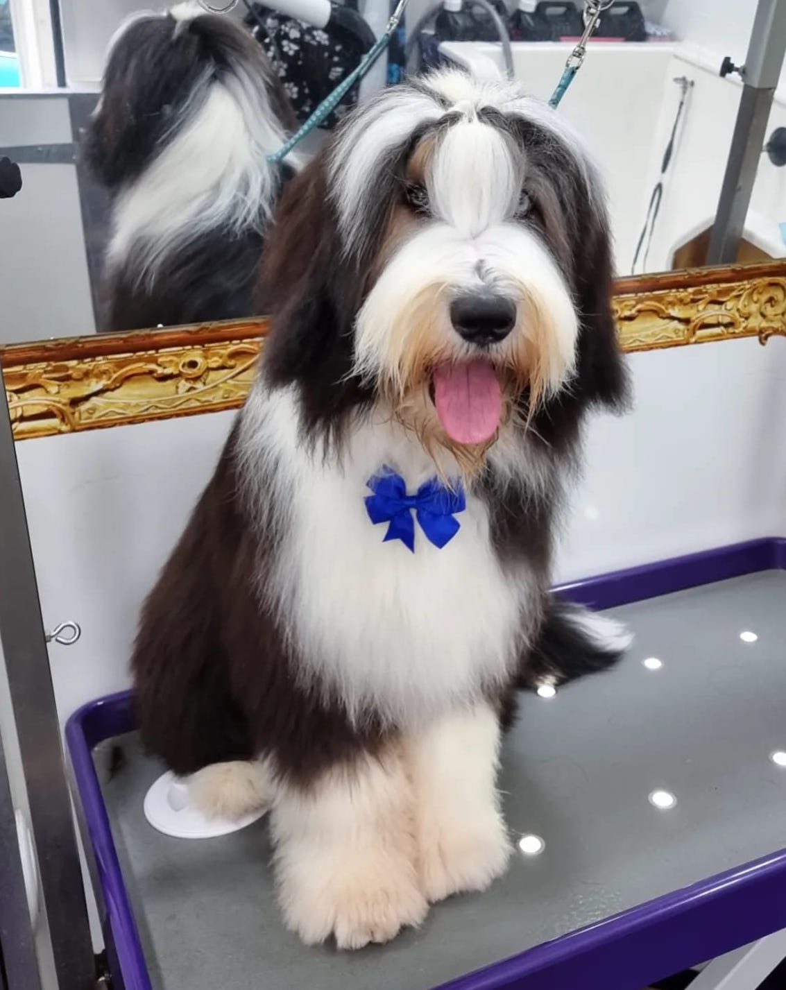 Rollo - Bearded Collie