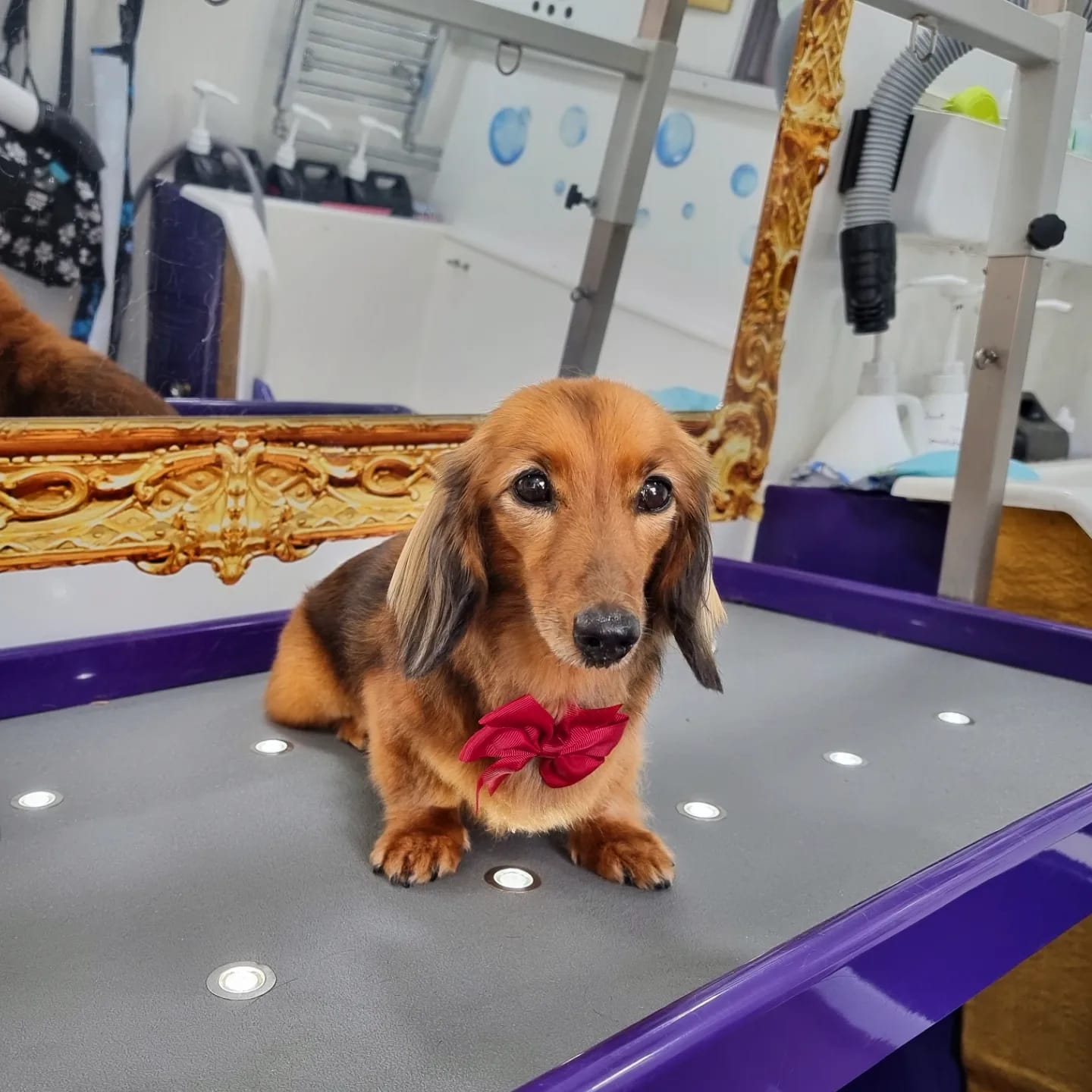 Lilac - Minature Long-Haired Dachshund