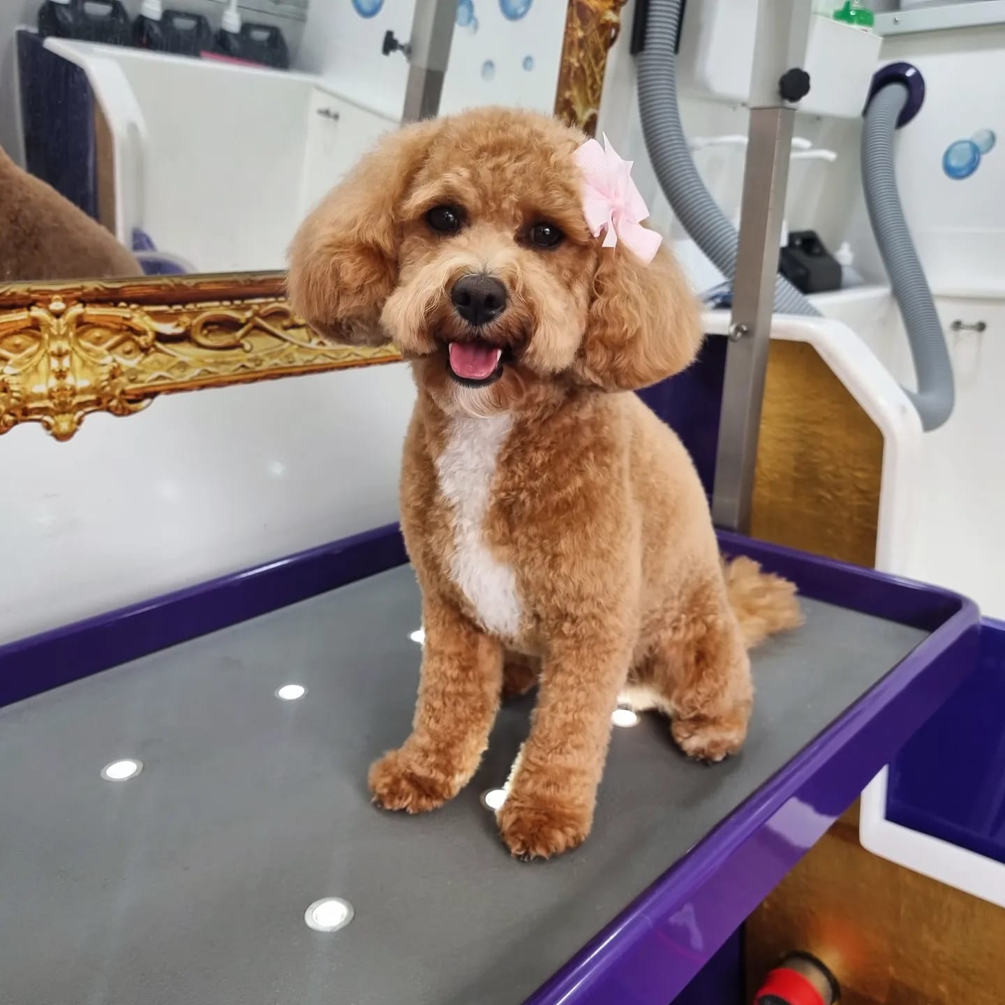 Molly - cavapoo