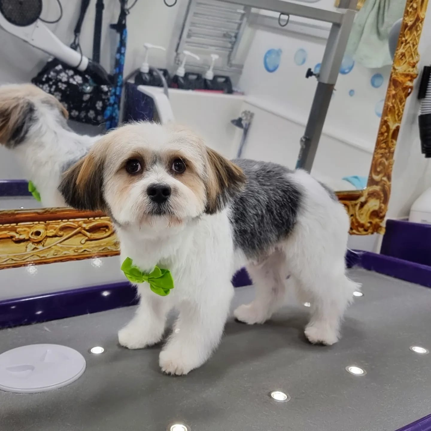 Patch - jack russell terrier x shih tzu