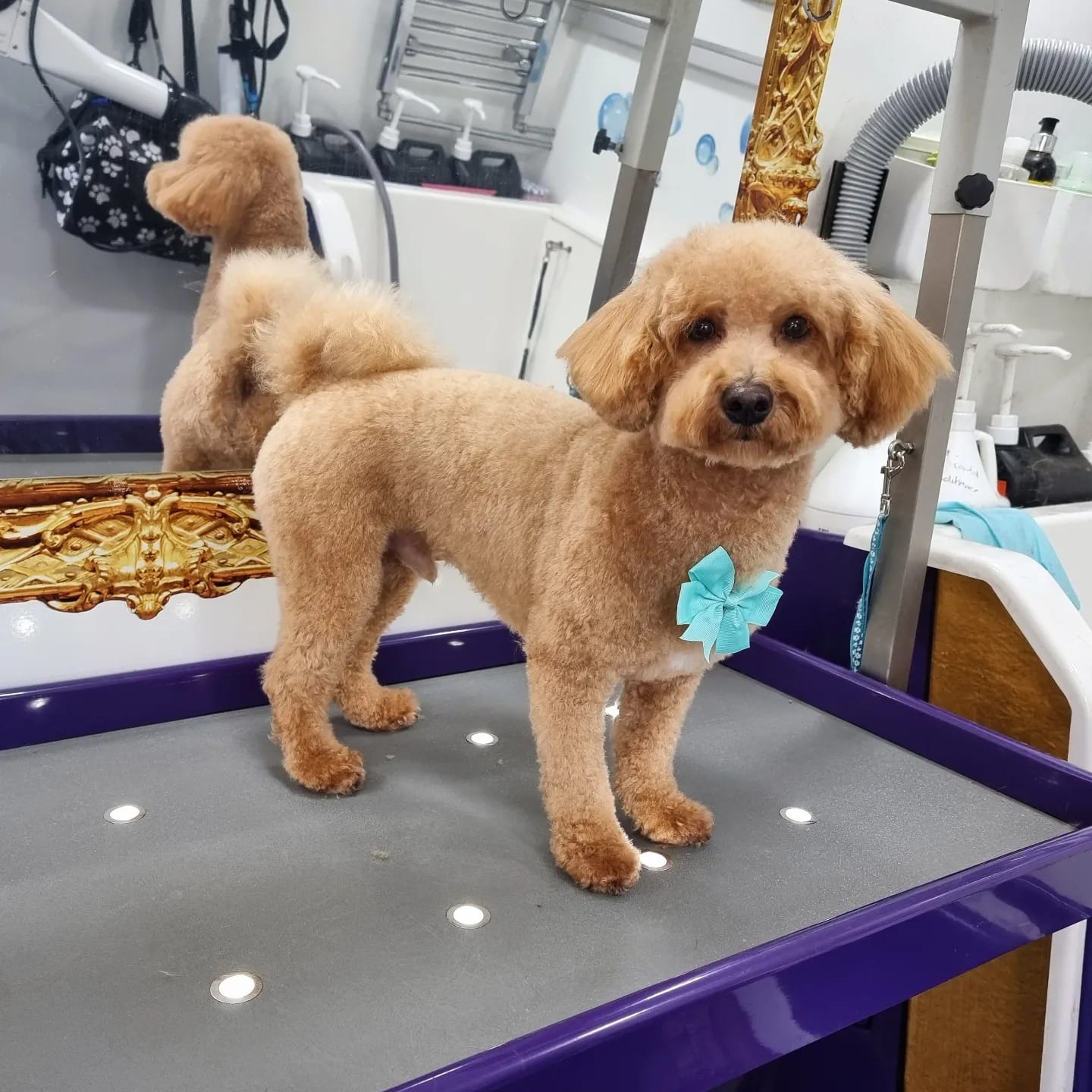 Chico - Maltipoo