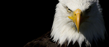 article.featuredImage.altText