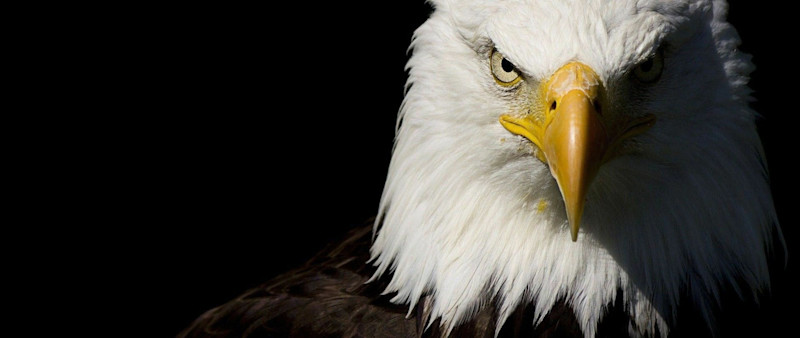 article.featuredImage.altText