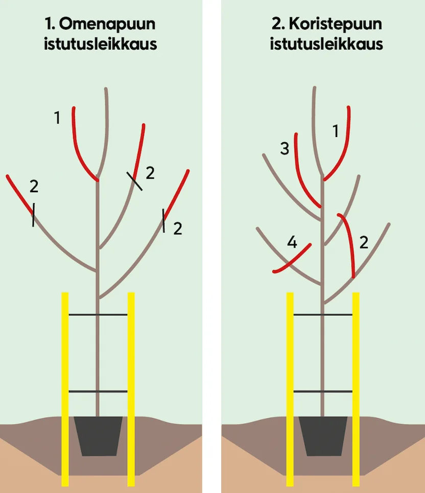Omenapuun ja koristepuun istutusleikkaus. Tarkempi kuvaus kuvatekstissä.