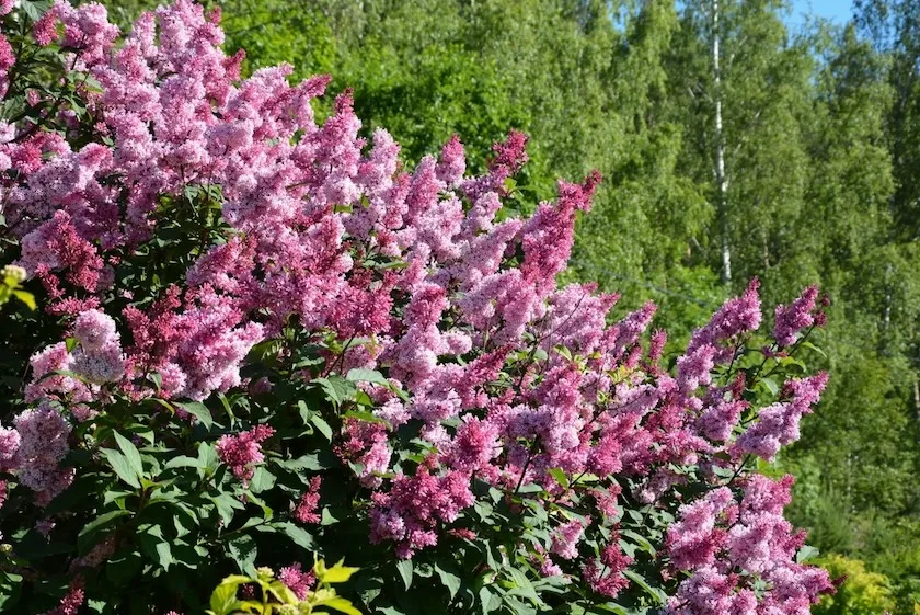 Puiden leikkaus Isabellansyreeni