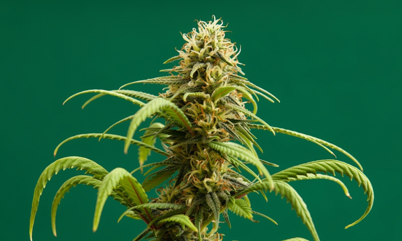 What Makes Sativa vs Indica vs Hybrid Effects So Different