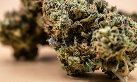 Delta-8 Flower Strains: Flavor, Fun & Feel-Good Vibes