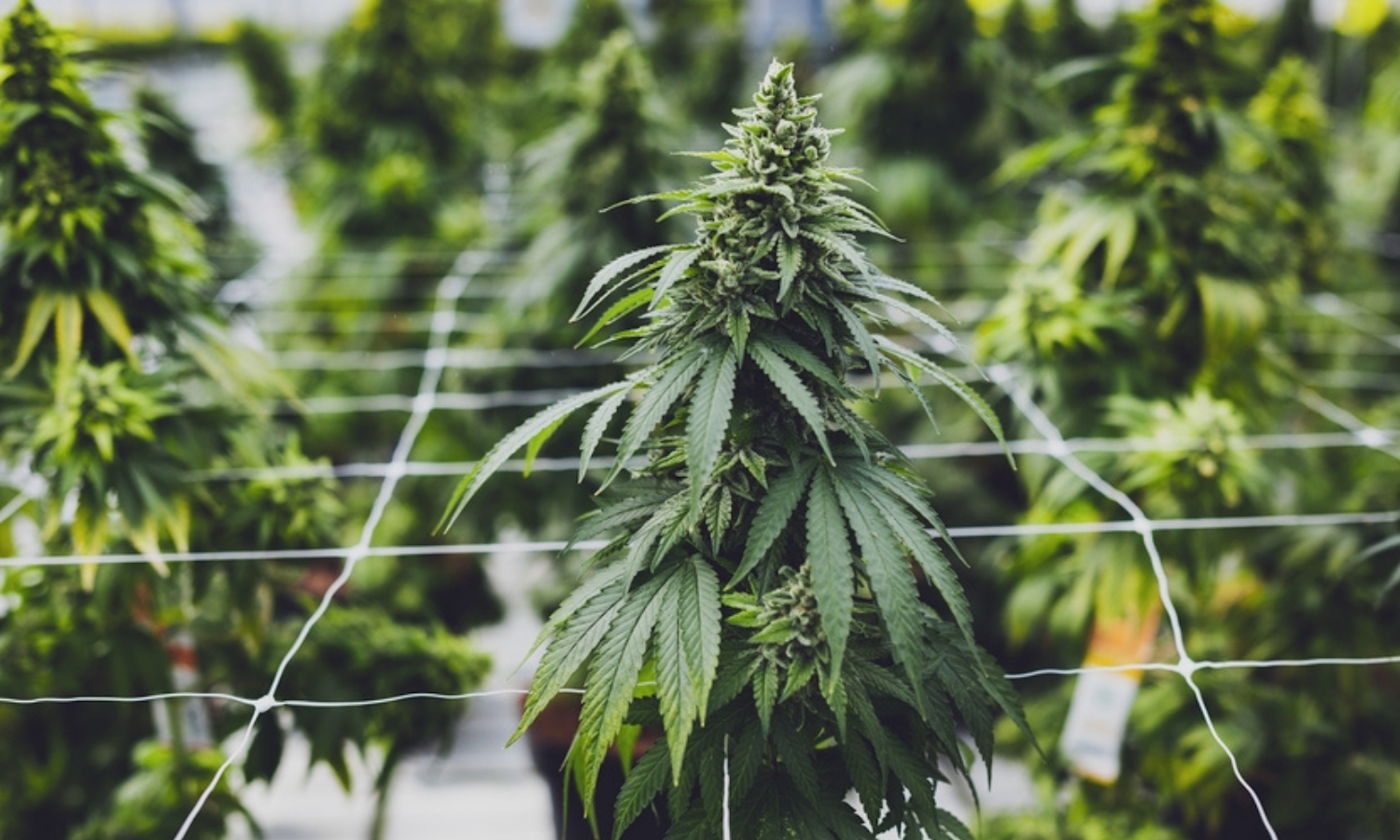 What Are Trichomes on Weed and Why They Create Potency