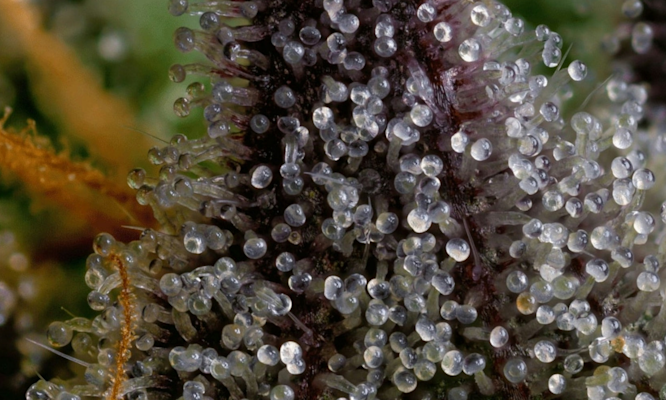 What Are Trichomes on Weed and Why They Create Potency