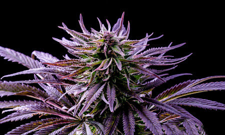 What is Kush? Understanding the Cannabis Phenomenon