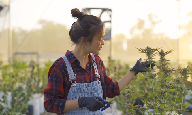 What Is Topping Cannabis? Why Growers Do It