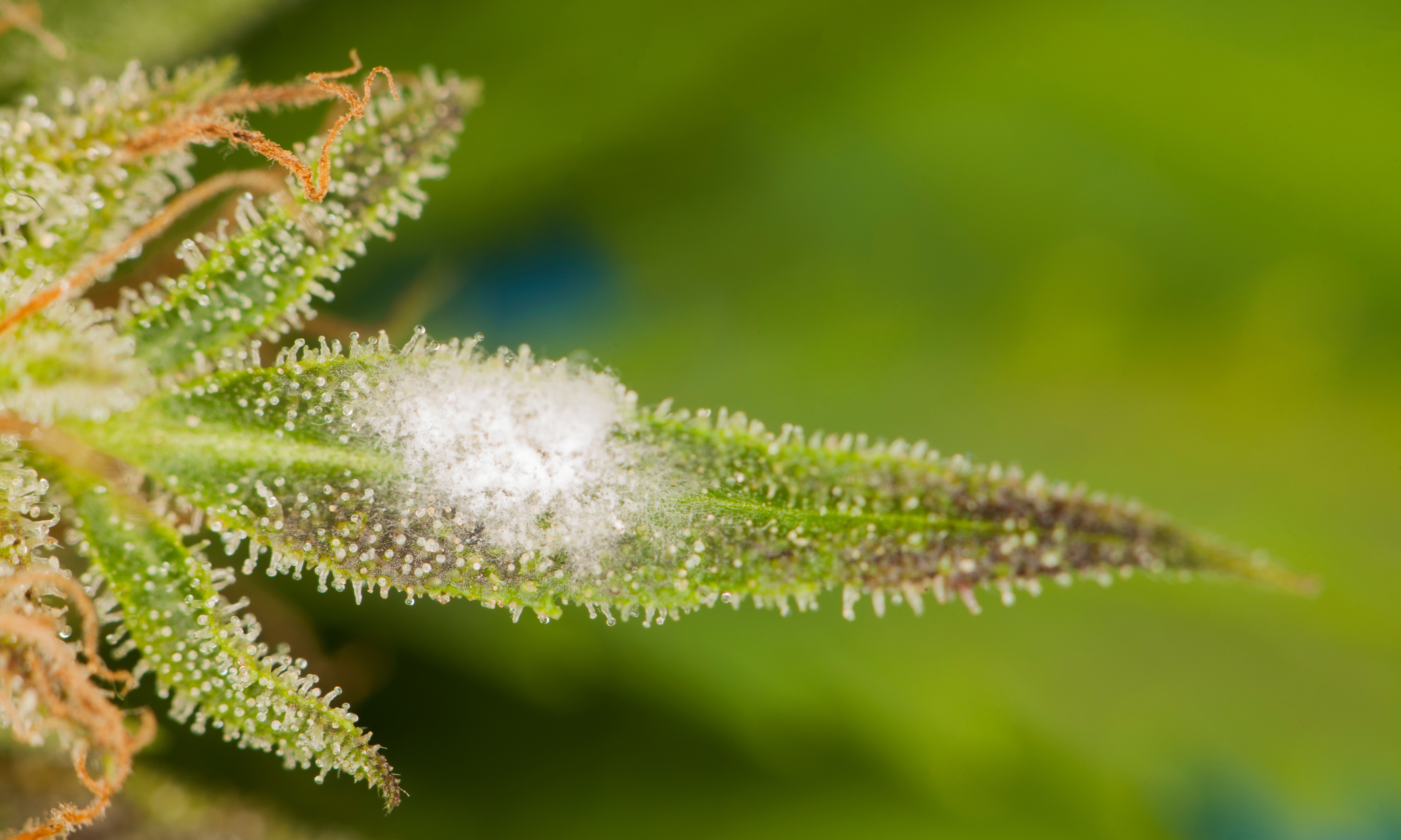 Powdery Mildew on Cannabis: What Causes It and How Growers Handle It