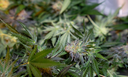 Identifying Powdery Mildew on Cannabis Plants from Early Signs to Full Infection