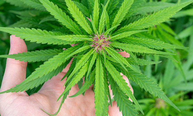 Popular Cannabis Strains for Deep Relaxation