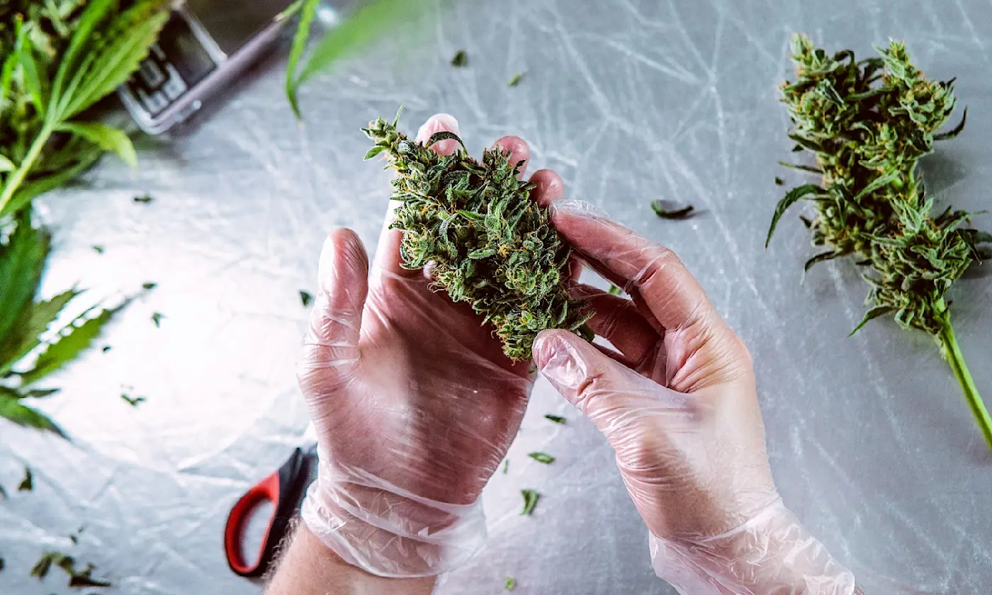 CBGA Cannabinoid Explained Why It's Called the Mother of All Cannabinoids