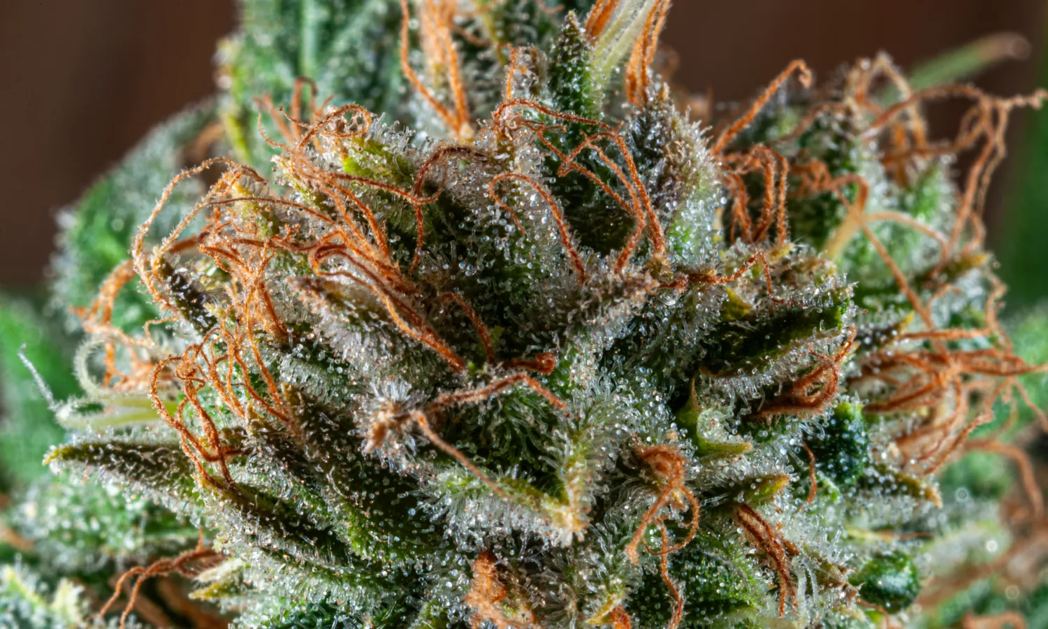 Trichomes on Weed: What They Do and Why They Matter