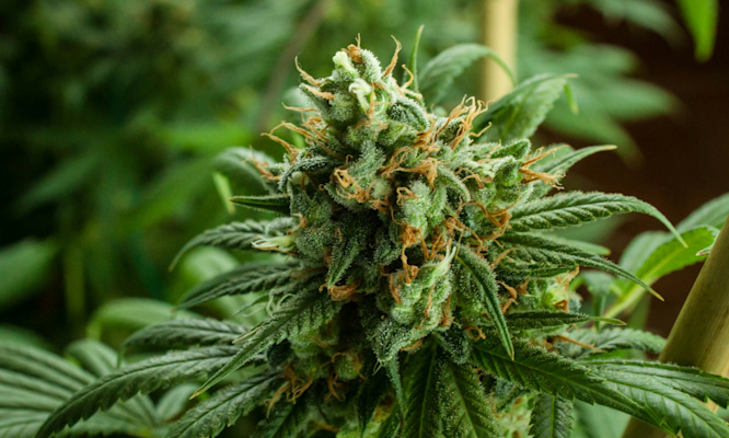 How to Fix Underwatered Cannabis and Bring It Back to Life