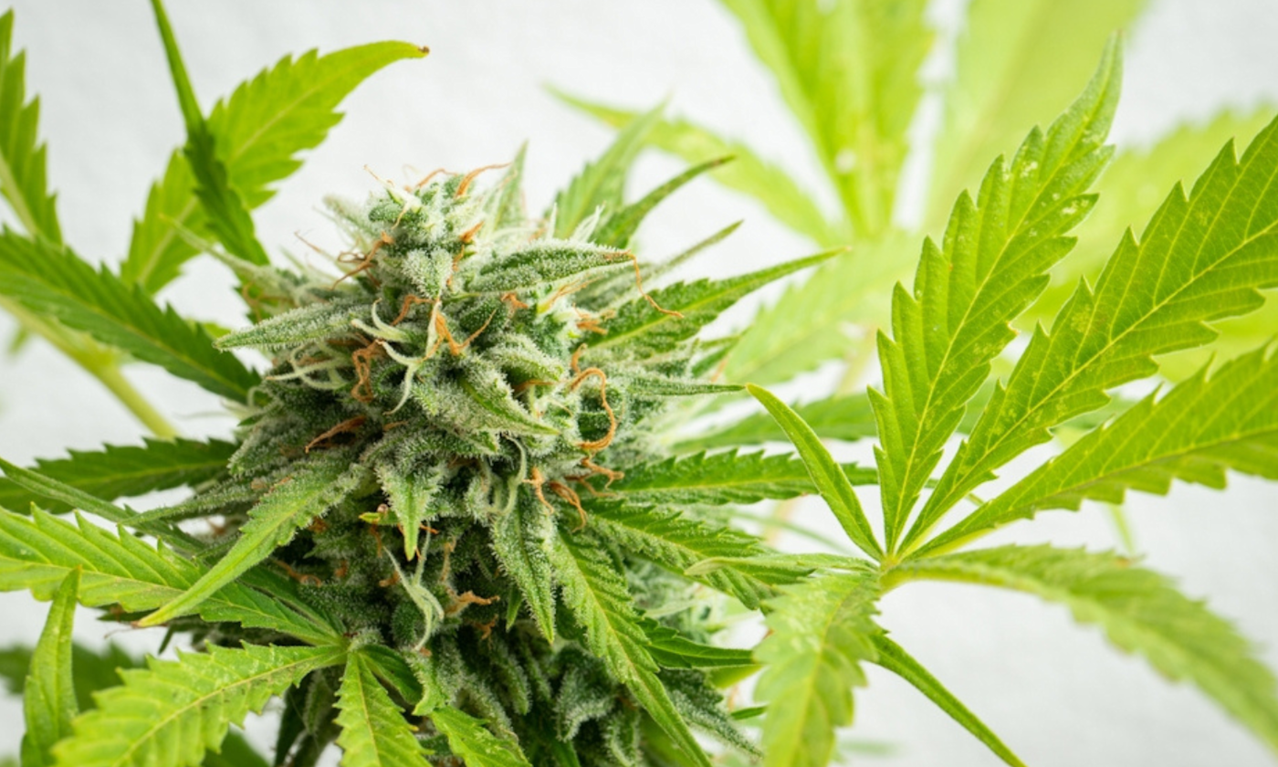 Why Weed Has 100 Different Names and Where They Came From