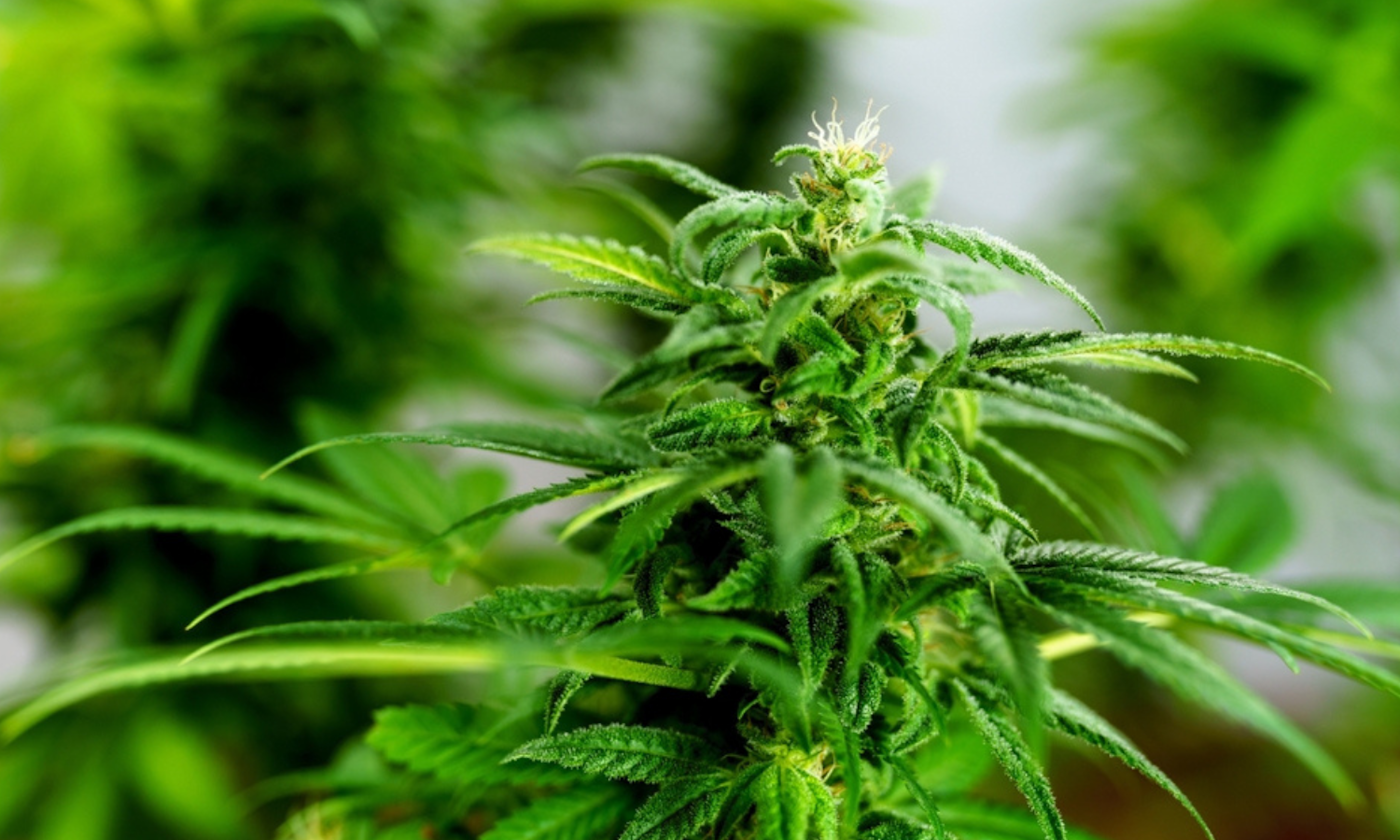 What Is an Eighth of Weed: Everything You Need to Know About 3.5 Grams