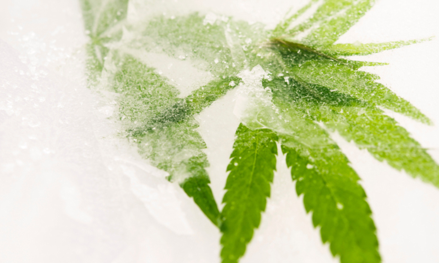 How Live Rosin Is Made From Fresh-Frozen Cannabis