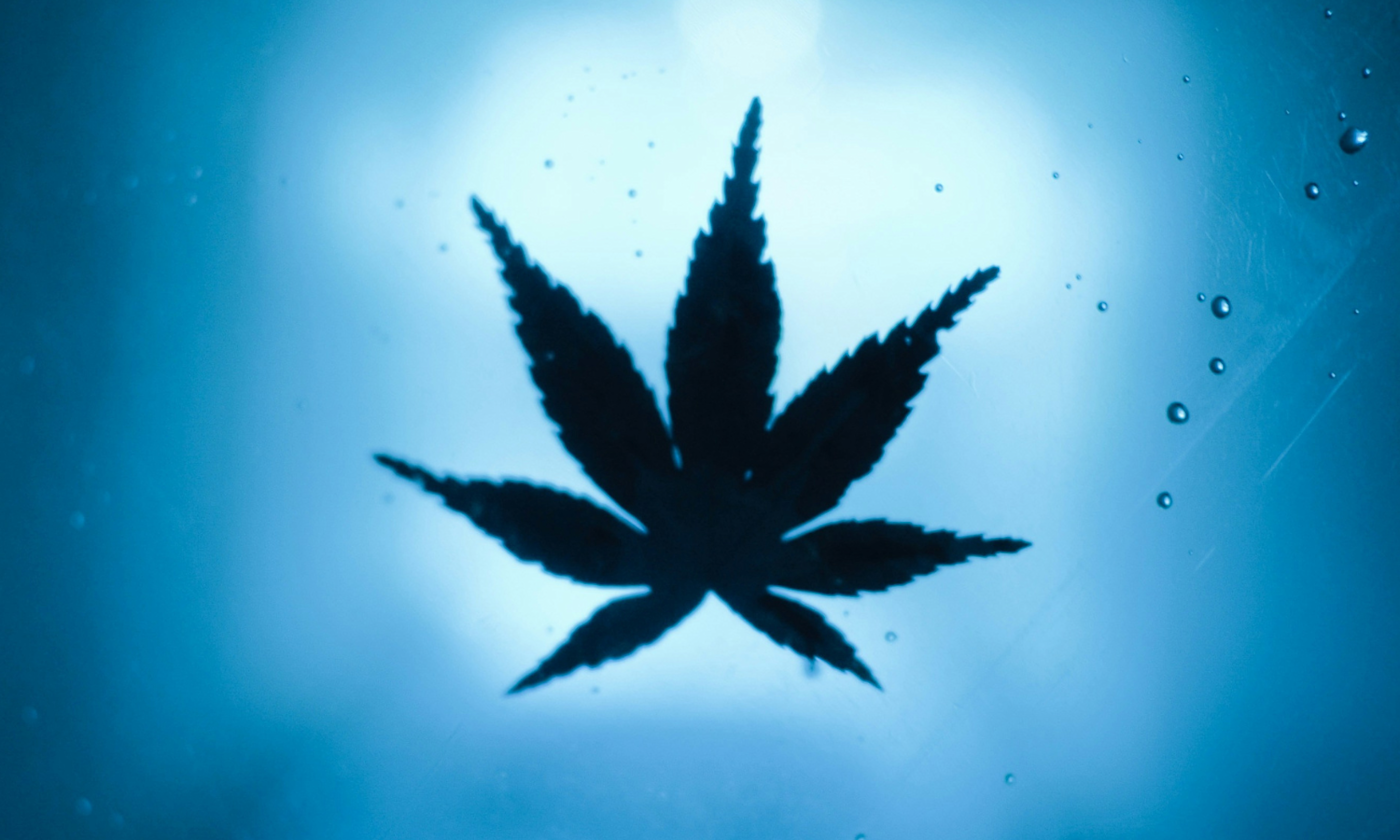 How Live Rosin Is Made From Fresh-Frozen Cannabis