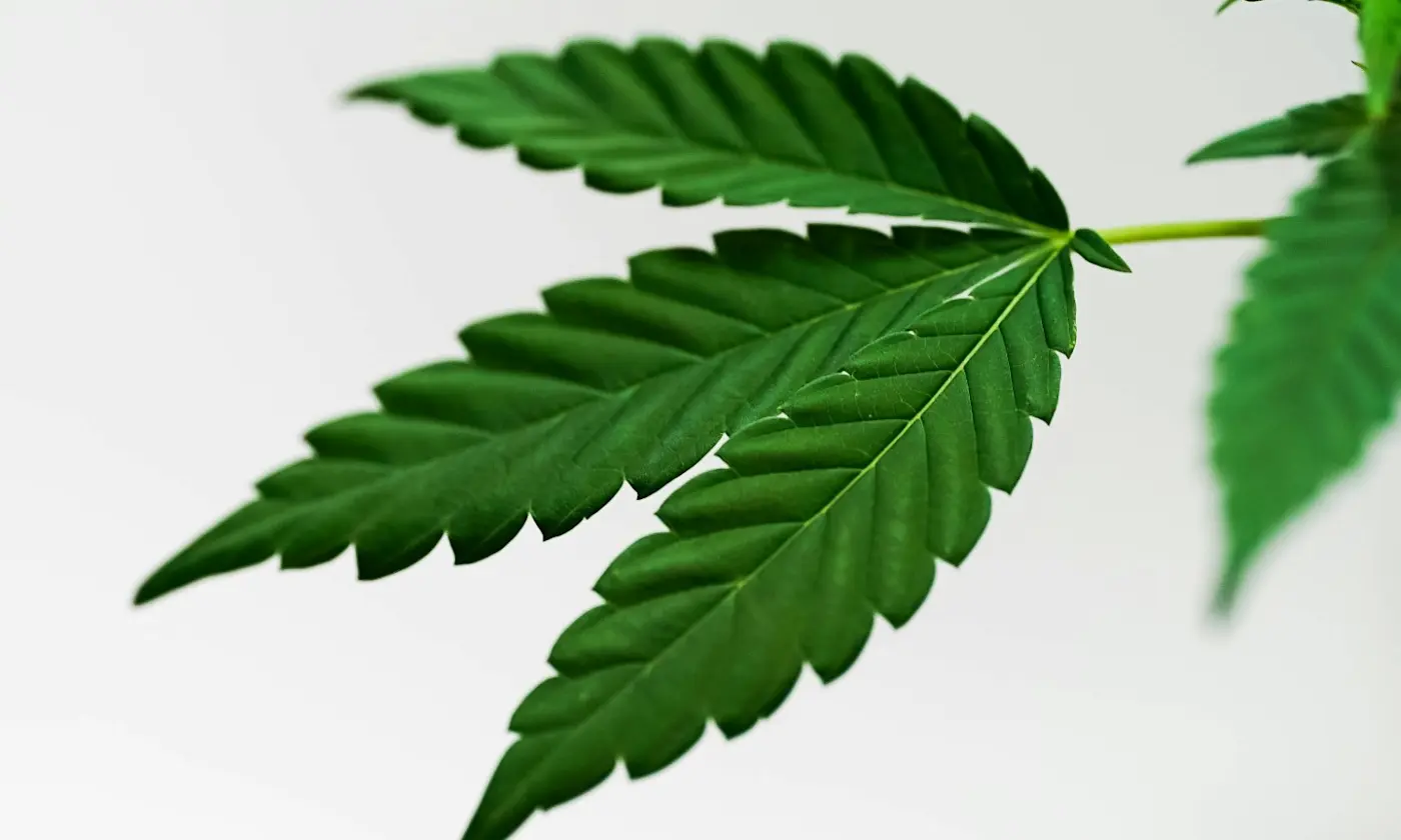 How to Identify Sativa vs Indica vs Ruderalis Cannabis Leaves