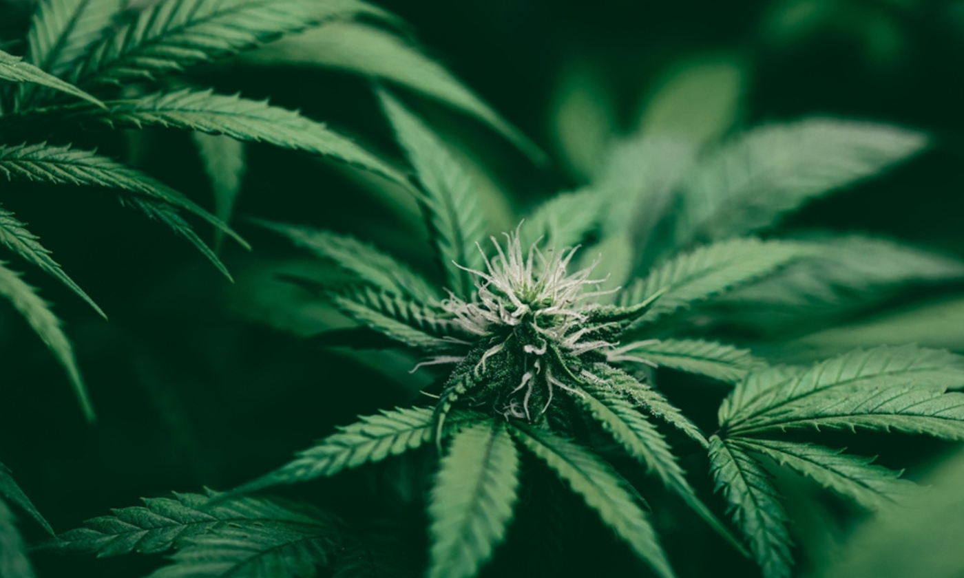 Best Ways to Enjoy Your Runtz Strain Experience