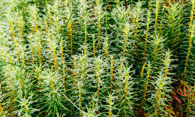 How Much THC for First Time Users and Why 5mg Works Best