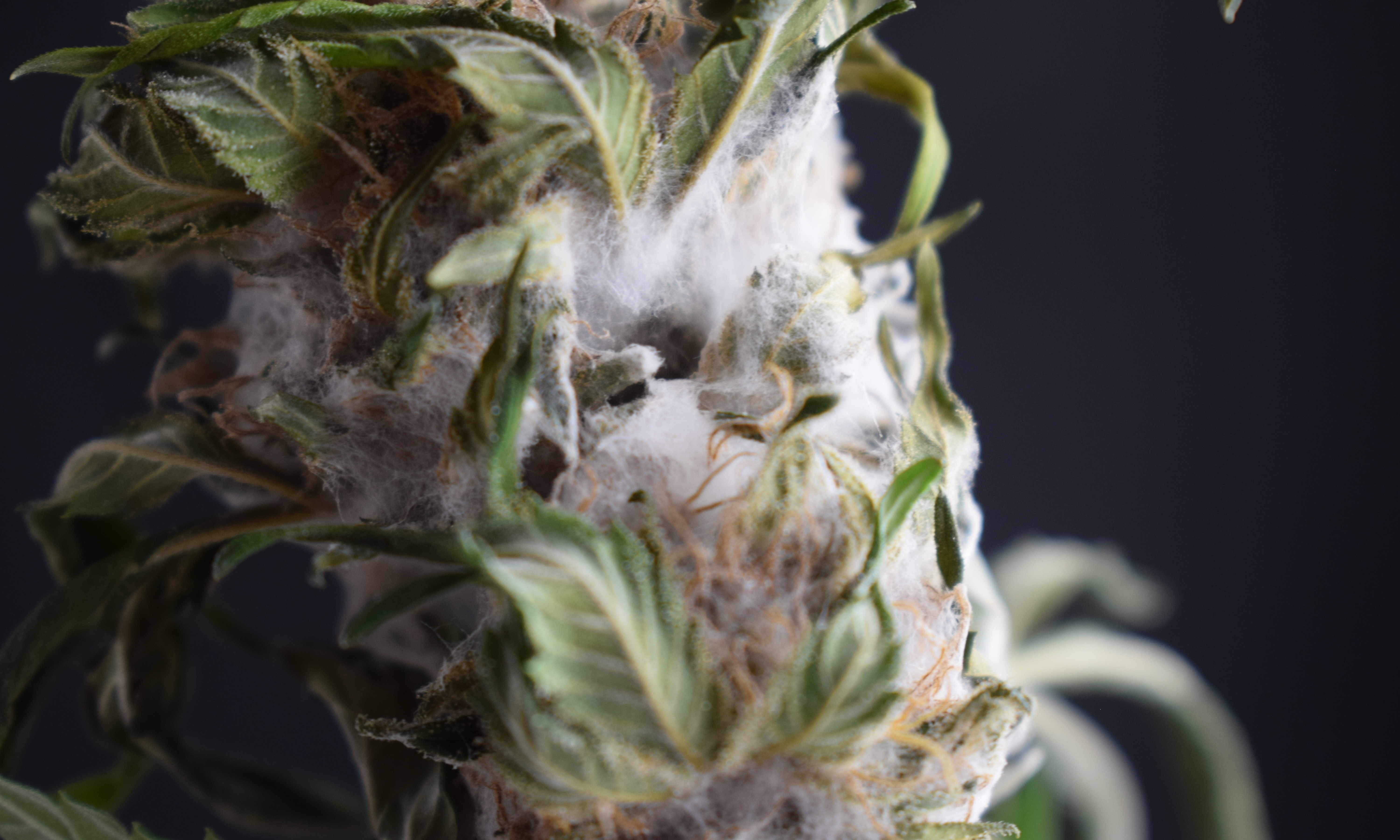 Moldy Weed: How Weed Goes Bad and What To Do About It